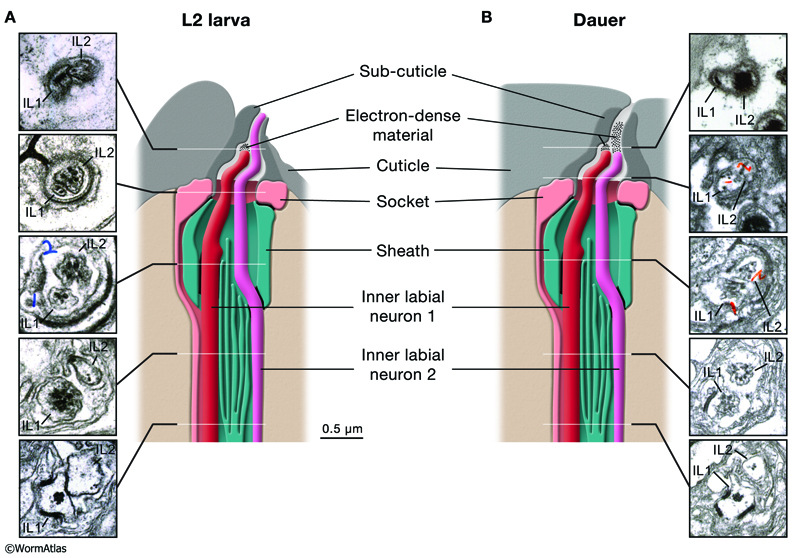DNeuroFIG 5: Repositioning of the dauer inner labial neuron endings.